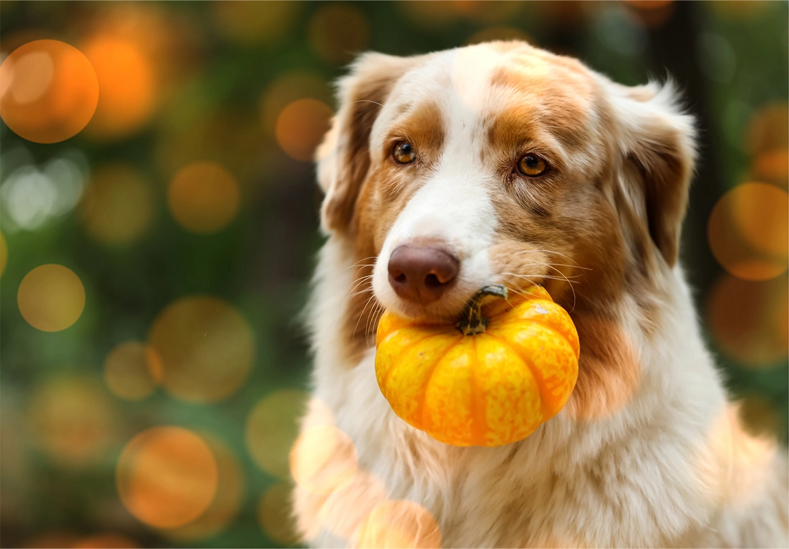 Local SEO for the Holiday Season